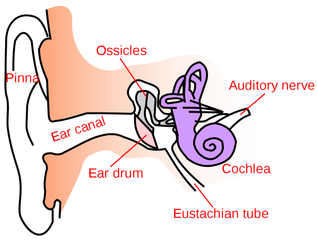 hearing loss